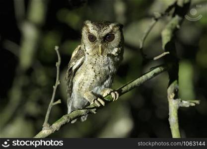 Collared Scops Owl, Otus lettia, Maguri, Beel, Assam, India