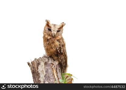 Collared scops owl perching a branch isolate on white background