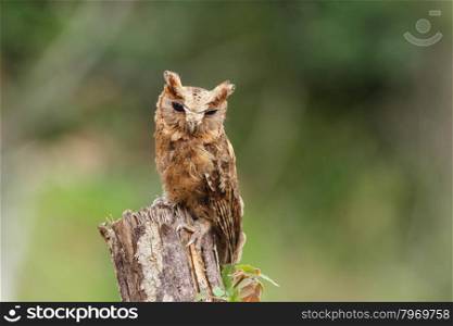 Collared scops owl perching on a branch