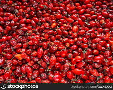 collect medicinal rose hips in autumn, the rose-hip fruit tea, red rose hips source of vitamin C. the rose-hip fruit tea, collect medicinal rose hips in autumn, red rose hips source of vitamin C