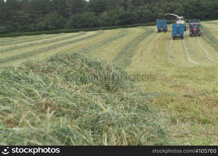 Collecting grass for silage