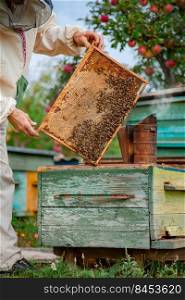 Collecting honey on the apiary. Elderly male beekeeper holds a frame with honeycombs over a hive in the garden, cares for bees, veterinary care and treatment of dangerous bee diseases.. Frame with honeycombs over hive, cares for bees, veterinary care and treatment of dangerous bee diseases