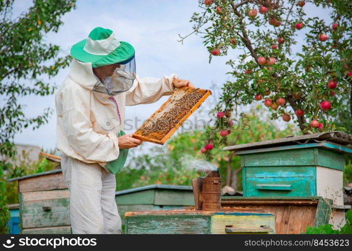 Collecting honey on the apiary. Elderly male beekeeper holds a frame with honeycombs over a hive in the garden, cares for bees, veterinary care and treatment of dangerous bee diseases.. Beekeeper holds frame with honeycombs over hive, cares for bees, veterinary care and treatment of dangerous bee diseases