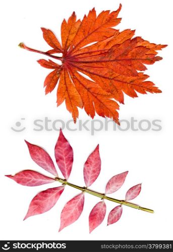collection beautiful colorful autumn leaves isolated on white background. colorful common Fall leaves