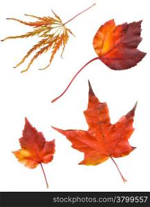 collection beautiful colorful autumn leaves isolated on white background. colorful common Fall leaves