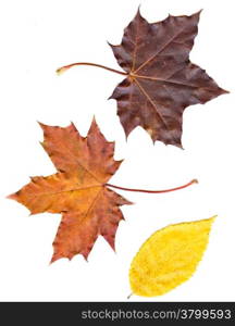 collection beautiful colorful autumn leaves isolated on white background. colorful common Fall leaves