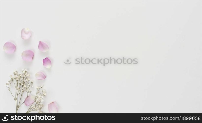 collection fresh rose petals plant twigs. Resolution and high quality beautiful photo. collection fresh rose petals plant twigs. High quality beautiful photo concept