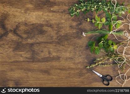collection green plant twigs near scissors