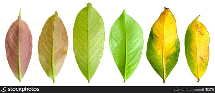 Collection leaves of mountain apple in bottom view from young leaves to mature leaves isolated on white background.