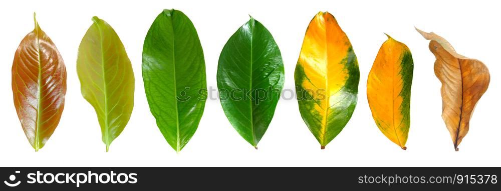 Collection leaves of mountain apple in top view from young leaves to mature leaves isolated on white background.