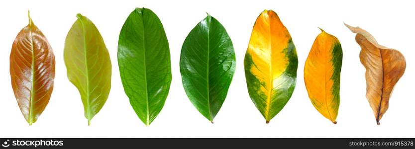 Collection leaves of mountain apple in top view from young leaves to mature leaves isolated on white background.
