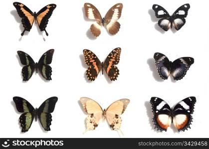 collection of African butterflies on white background