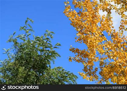 Collection of Beautiful Colorful Autumn Leaves. Collection of Beautiful Colorful Autumn Leaves. green, yellow and orange and red