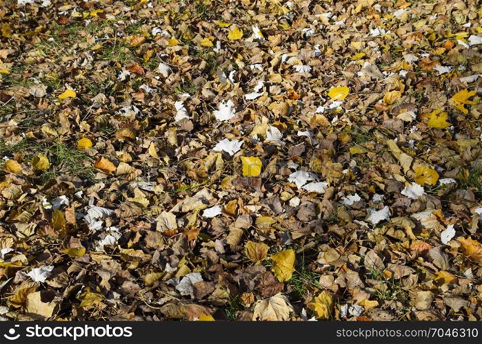 Collection of Beautiful Colorful Autumn Leaves. green, yellow and orange and red. Collection of Beautiful Colorful Autumn Leaves