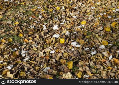 Collection of Beautiful Colorful Autumn Leaves. green, yellow and orange and red. Collection of Beautiful Colorful Autumn Leaves