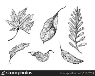 Collection of contoured fallen leaves. Drawing with a black pen. Set of graphic botanical elements isolated on a white. Suitable for a variety of gentle designs.
