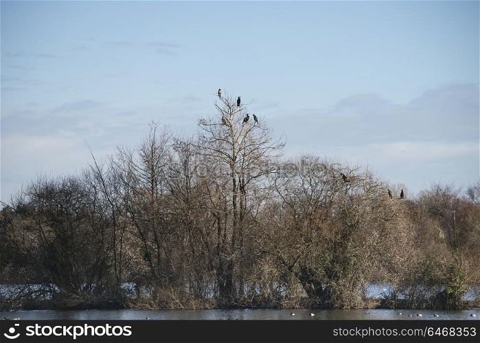Collection of cormorant shag birds roosting in Winter tree