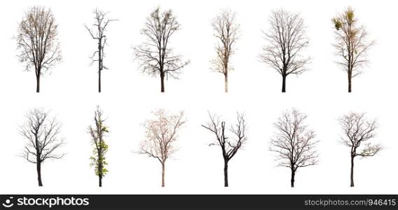Collection of dead tree isolated on white background