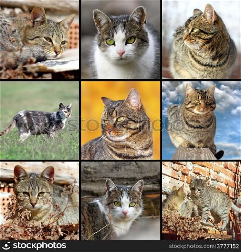 collection of different images with domestic cats in one collage