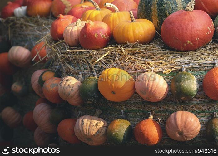 Collection of different sizes and colors pumpkins at an autumn market. Harvest time concept. Fall vegetables. Rustic decorative pumpkins frame.