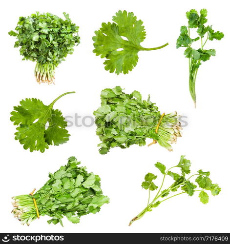 collection of fresh cilantro herbs isolated on white background