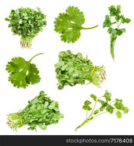 collection of fresh cilantro herbs isolated on white background