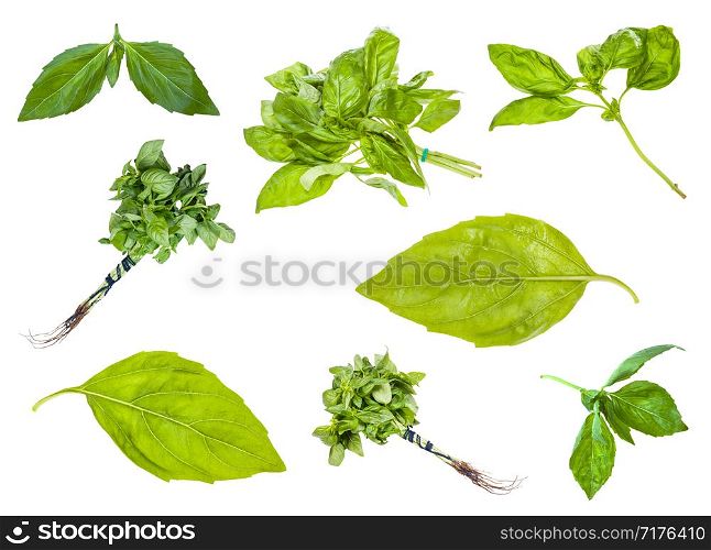 collection of fresh green basil herbs isolated on white background