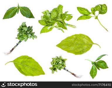 collection of fresh green basil herbs isolated on white background