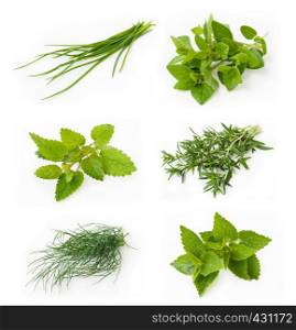 Collection of fresh herbs - chives, oregano, lemon balm, savory, dill, peppermint