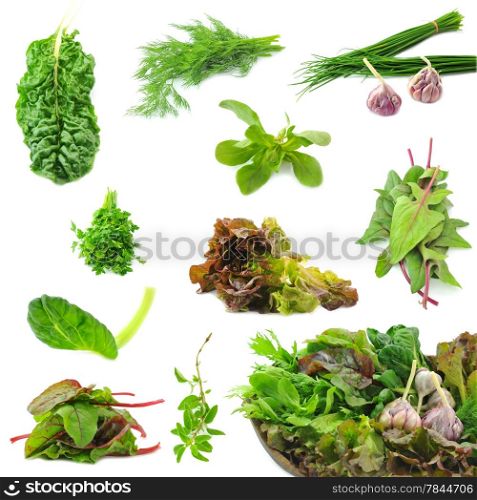 Collection of fresh herbs necessary on the each kitchen, dill, spinach, rosemary; oregano, red beet, rucola; parsley, greenbasil, sage, basil; shallot