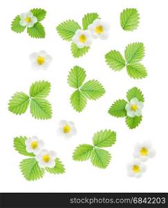 Collection of fresh white flowers and green leaves of strawberry isolated on white background; top view, flat lay, overhead view