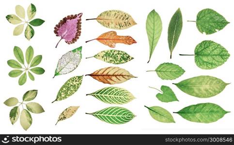 Collection of garden green leaves on white background. Soft color or pastel tone.