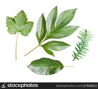 Collection of garden leaves, isolated on white background