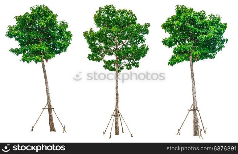 Collection of green trees isolated on white background for use in architectural design or decoration work.