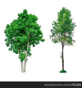 Collection of green trees isolated on white background for use in architectural design or decoration work.