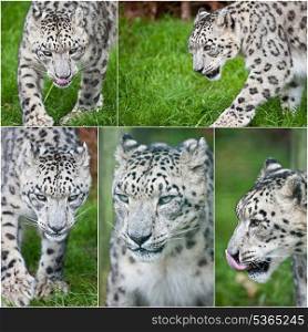 Collection of images of Snow Leopard Panthera Uncia big cat in cpativity