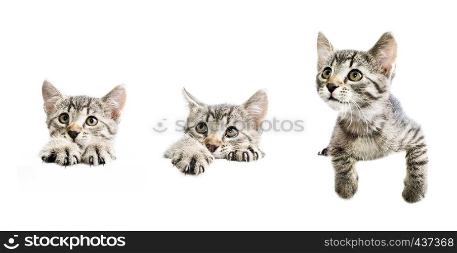 Collection of kittens above white banner isolated on white background with copyspace