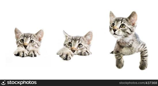 Collection of kittens above white banner isolated on white background with copyspace