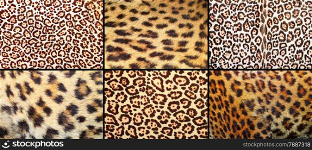 collection of leopard pelt textures, real fur