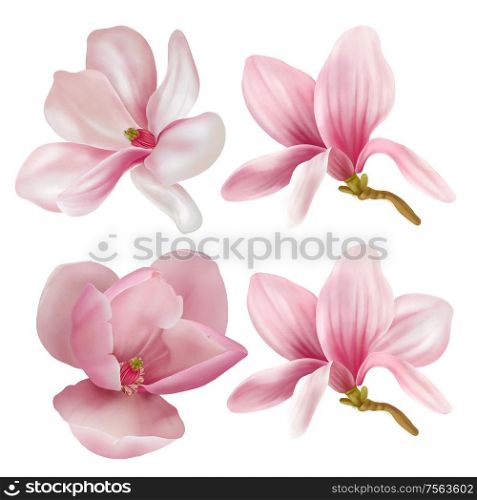 Collection of magnolia isolated on white background. Hand drawn graphic illustration.. Collection of magnolia isolated on white background. Hand drawn graphic