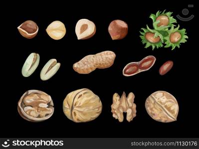 Collection of nuts isolated on a black background. Realistic drawing with acrylic paints. Walnuts, hazelnuts, peanuts, pistachios.