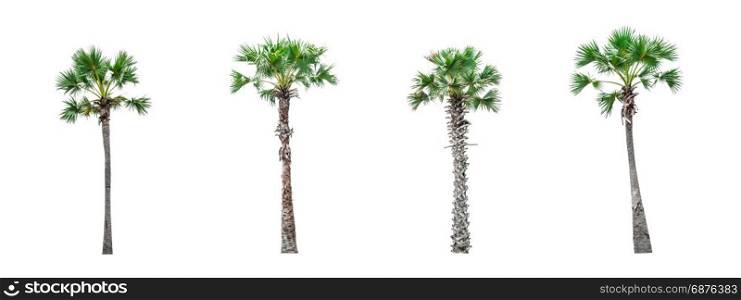 Collection of Palm trees isolated on white background for use in architectural design or decoration work.