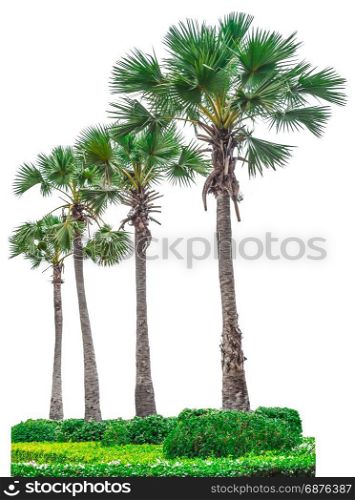 Collection of palm trees isolated on white background for use in architectural design or decoration work.