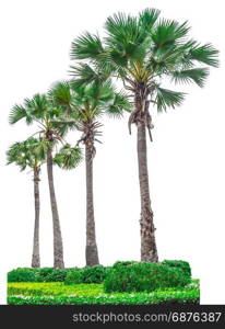 Collection of palm trees isolated on white background for use in architectural design or decoration work.