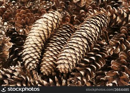 collection of pine cones