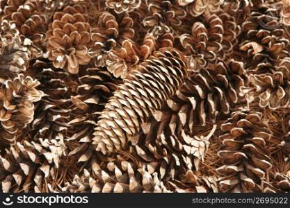 collection of pine cones