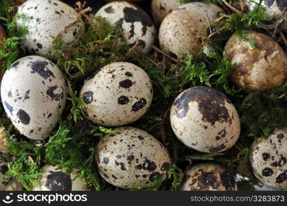 Collection of quail eggs in green moss