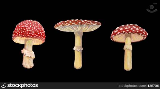 Collection of red amanita. Acrylic realistic drawing. Mushrooms isolated on black background. Botanical sketches.