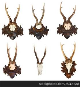 collection of roebucks trophies isolated over white background