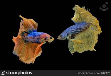 Collection of Siamese Fighting Fish, Blue Betta Fish on White Background, Half Moon